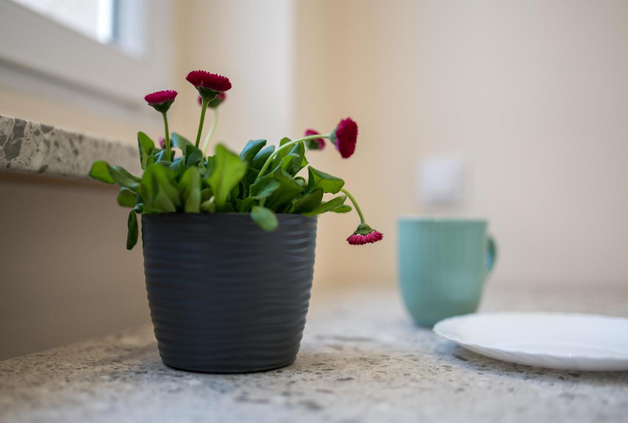 Apartament Lompy Gliwice Dış mekan fotoğraf